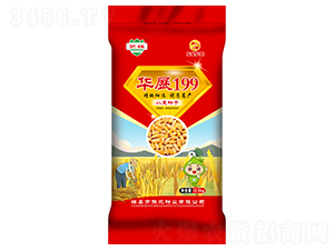 华展199-小麦种子-豫北种业